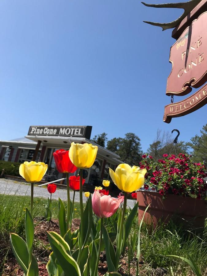 Pinecone Motel Sussex Dış mekan fotoğraf