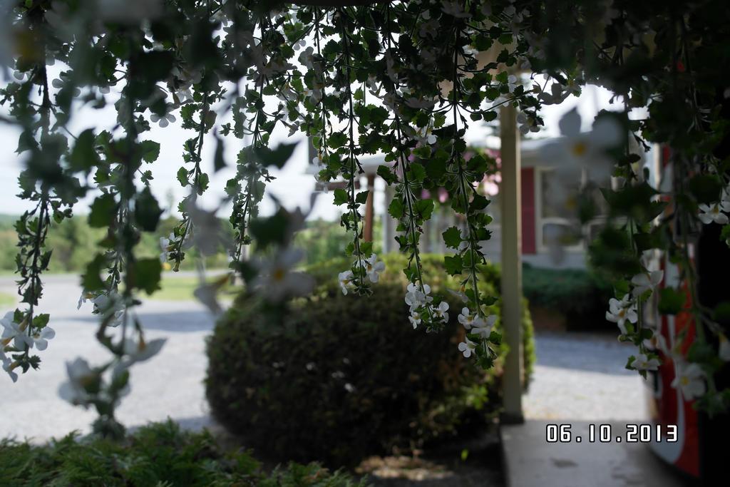 Pinecone Motel Sussex Dış mekan fotoğraf